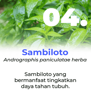 Slide Manfaat Ang Cang Lie Herbal Obat Kanker - Sambiloto